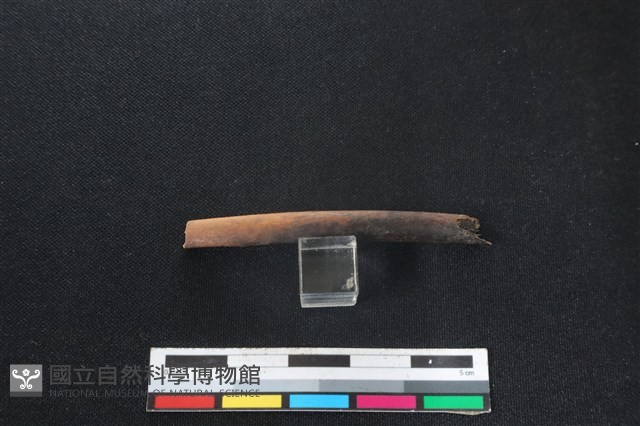 山羌骨藏品圖，第1張