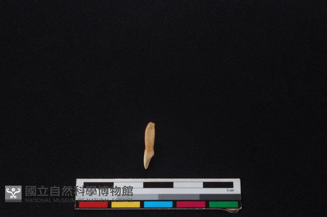 山羌骨藏品圖，第1張