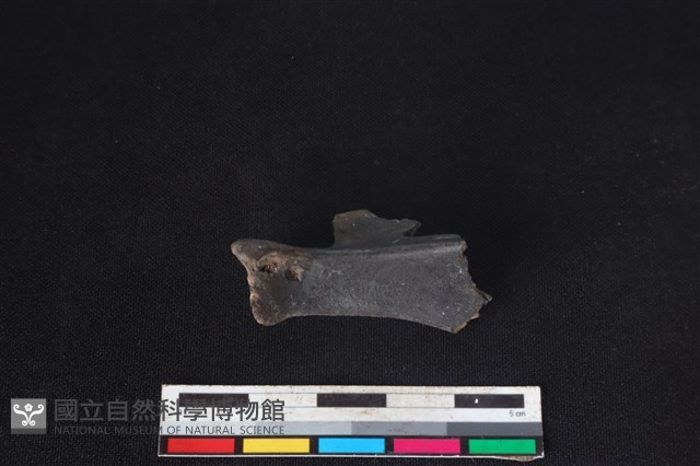 鹿科骨藏品圖，第1張