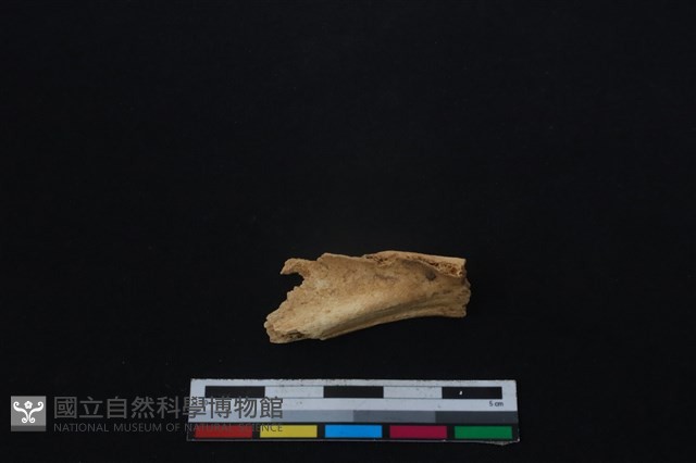 鹿科骨藏品圖，第1張