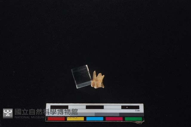 獐骨藏品圖，第1張