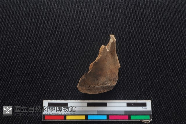 豬骨藏品圖，第1張