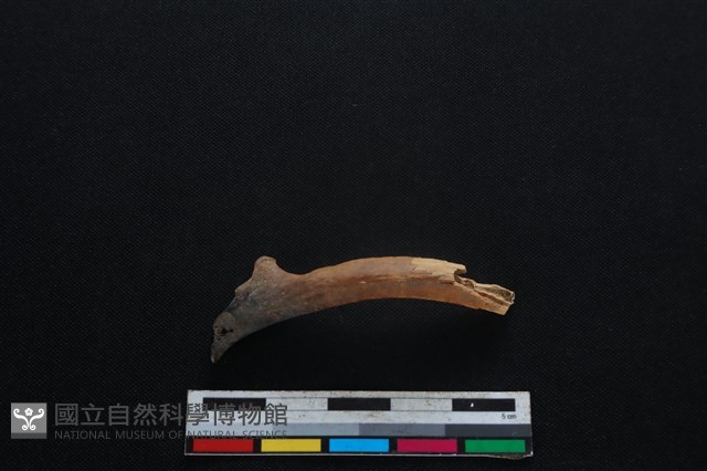 梅花鹿骨藏品圖，第1張