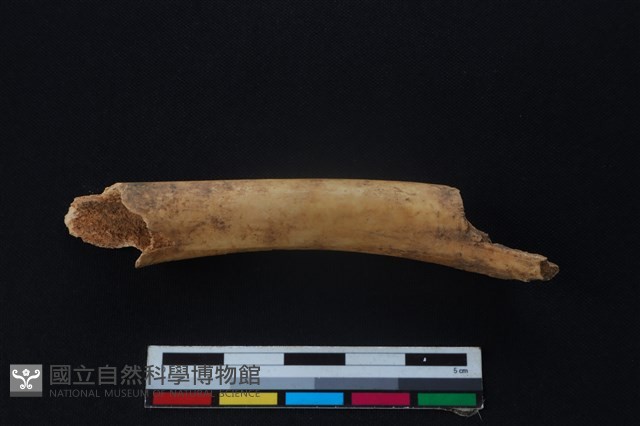 羌或獐骨藏品圖，第1張