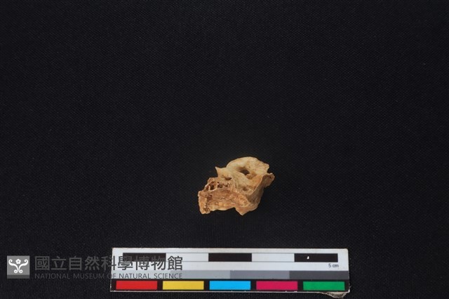 獐骨藏品圖，第1張