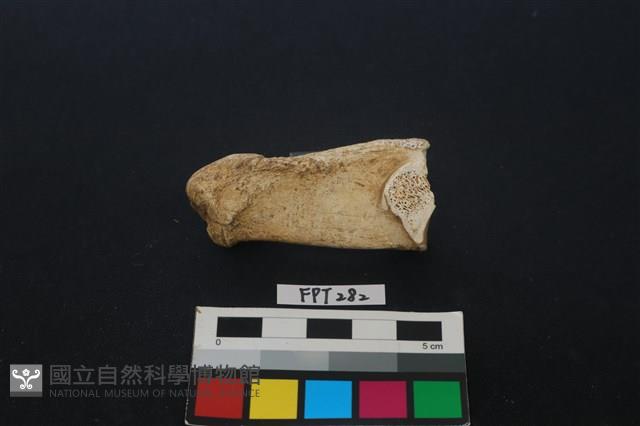 鹿骨藏品圖，第1張
