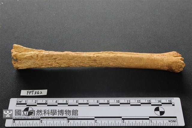 鹿骨藏品圖，第1張