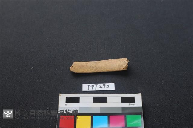 偶蹄類動物骨藏品圖，第1張