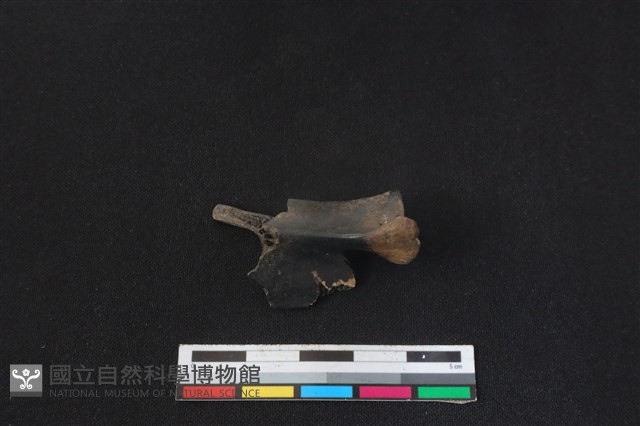 山羌骨藏品圖，第1張