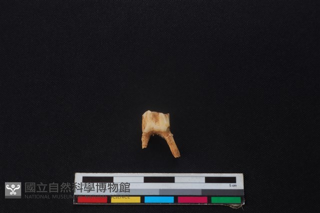 鹿骨藏品圖，第1張