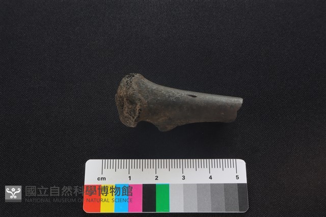 獐骨藏品圖，第1張