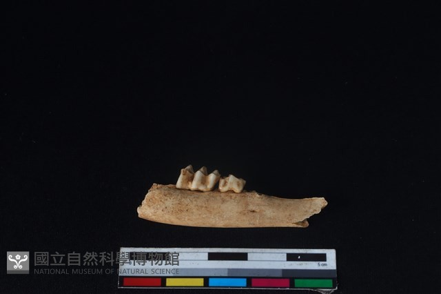 山羌骨藏品圖，第1張