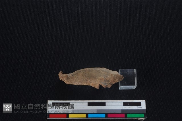 山羌骨藏品圖，第1張