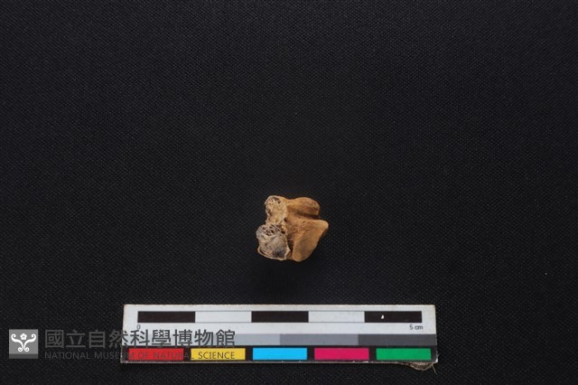 山羌骨藏品圖，第1張