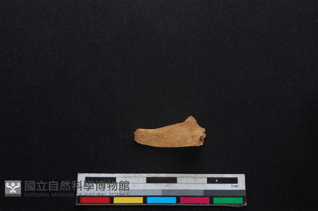 鹿科骨藏品圖，第1張