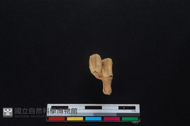 梅花鹿骨藏品圖，第1張