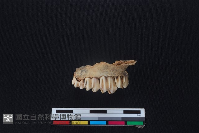 山羌骨藏品圖，第1張
