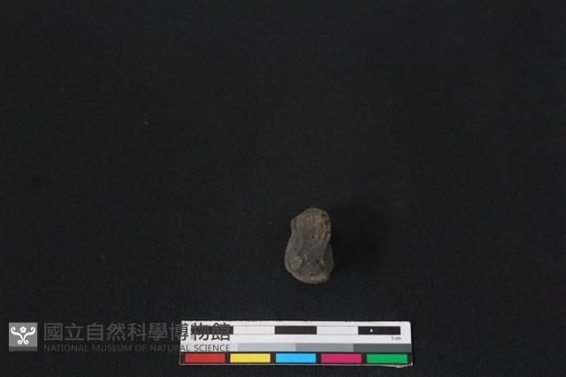 梅花鹿骨藏品圖，第1張