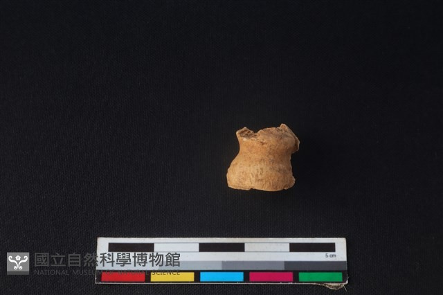 獐骨藏品圖，第1張