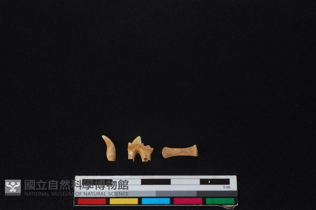 狗骨藏品圖，第1張