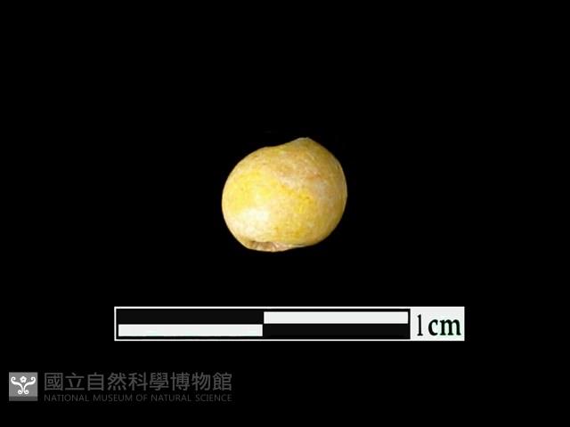 玻璃珠藏品圖，第1張