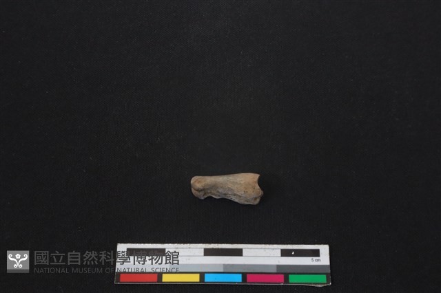 鹿科骨藏品圖，第1張