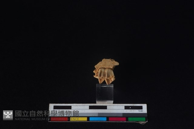 獐骨藏品圖，第1張