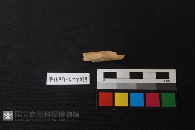 獸骨藏品圖，第1張