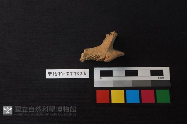 獸骨藏品圖，第1張