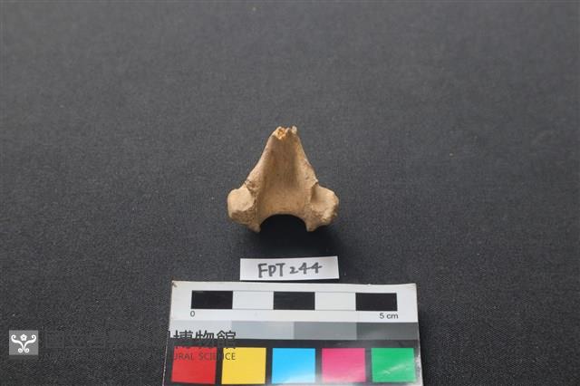 偶蹄類動物骨藏品圖，第1張