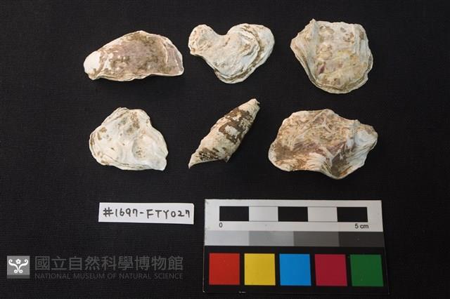 貝殼藏品圖，第1張