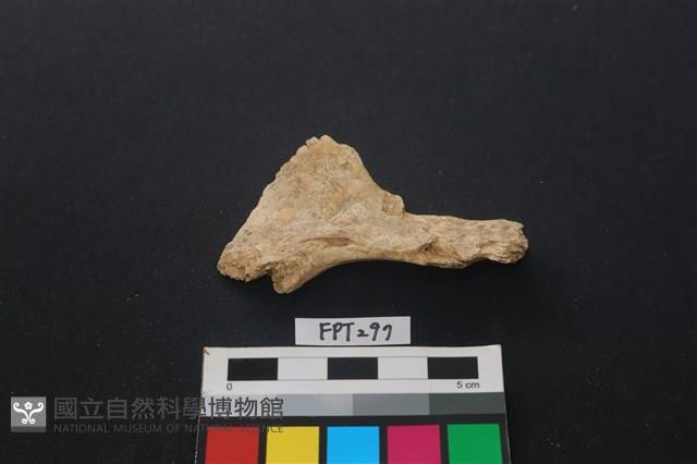魚骨藏品圖，第1張