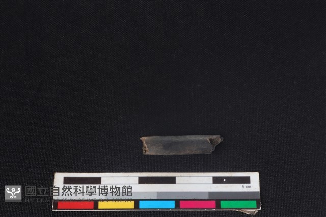 鹿科骨藏品圖，第1張