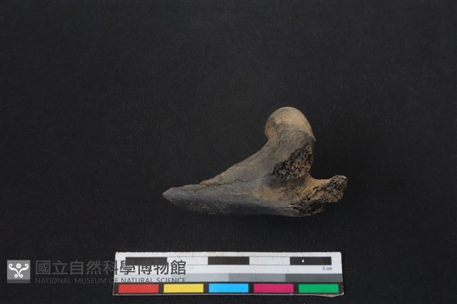 山羌骨藏品圖，第1張