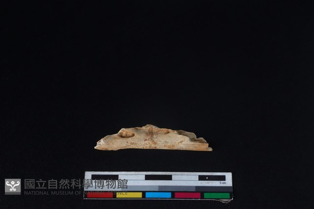 獐骨藏品圖，第1張