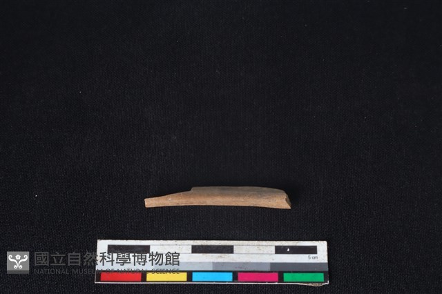 山羌骨藏品圖，第1張