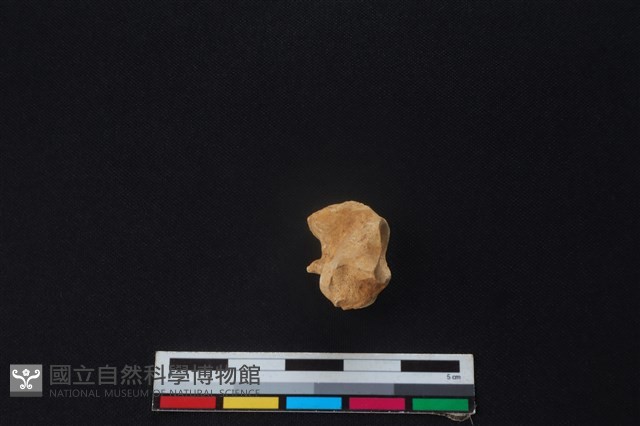 鹿骨藏品圖，第1張
