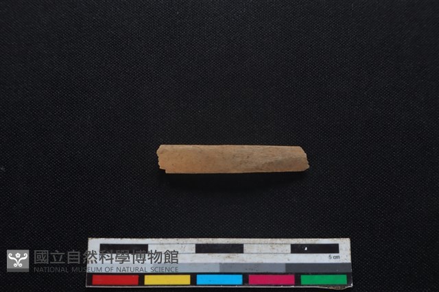 山羌骨藏品圖，第1張