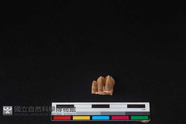 山羌骨藏品圖，第1張