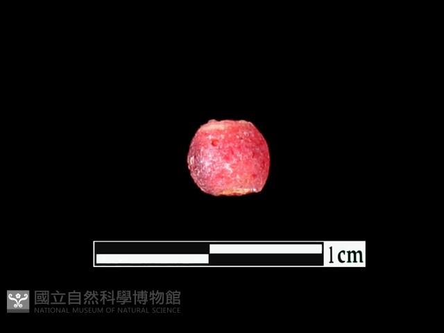 玻璃珠藏品圖，第1張