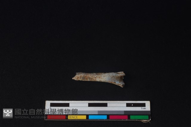 羌或獐骨藏品圖，第1張