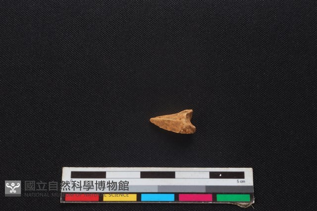 羌或獐骨藏品圖，第1張