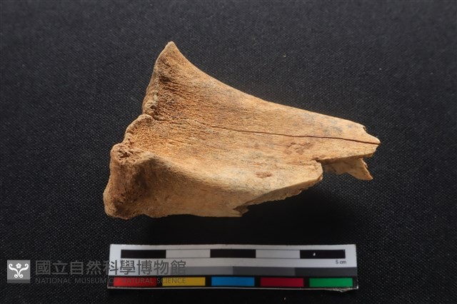 梅花鹿骨藏品圖，第1張