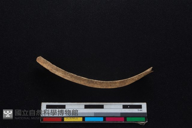 鹿科骨藏品圖，第1張