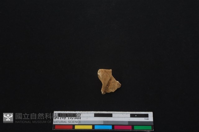 獐骨藏品圖，第1張
