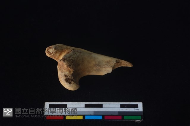 山羌骨藏品圖，第1張
