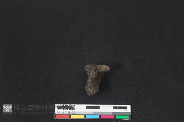 梅花鹿骨藏品圖，第1張
