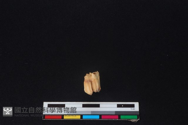 山羌骨藏品圖，第1張