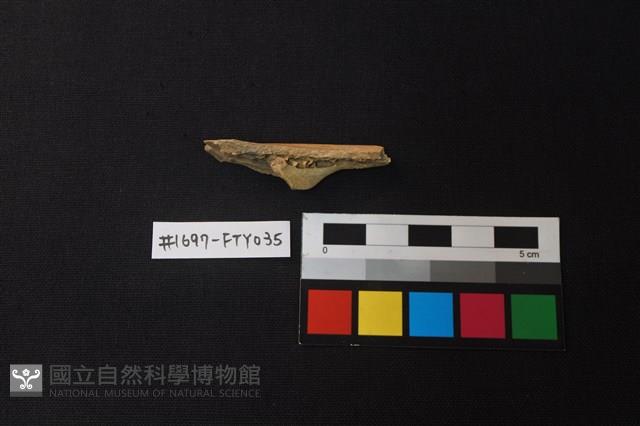 獸骨藏品圖，第1張