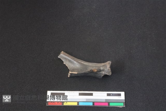 山羌骨藏品圖，第1張